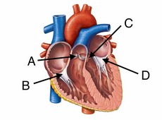 Heart Diagram Unlabeled | Free Photos