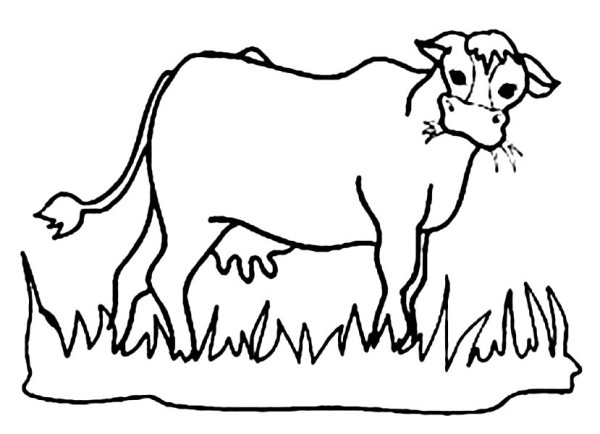 Hungry Cow Eating Grass Coloring Page - NetArt