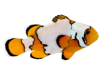 Saltwater Clownfish - Aquatic Connection