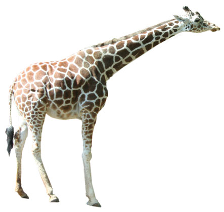 836 views Free Critter Clipart and Photos, Professional quality Animal ...