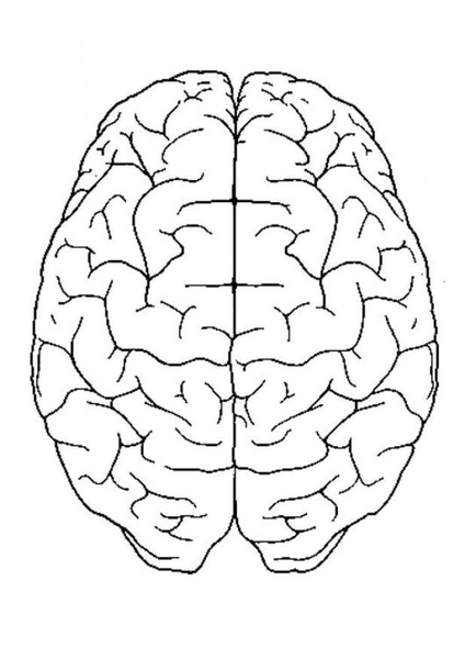 Brain outline clipart - top view - ClipArt Best - ClipArt Best