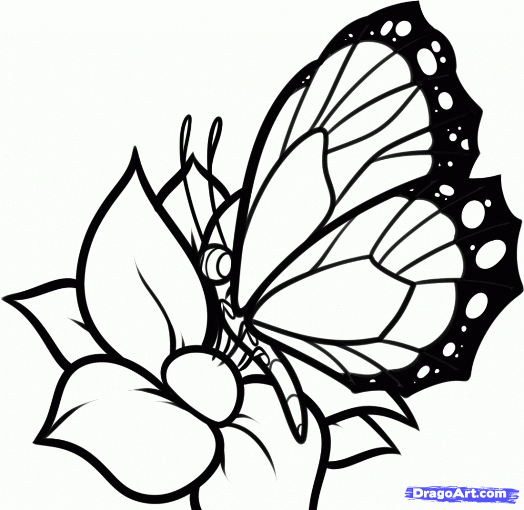 Butterflies On Flowers Drawings ClipArt Best