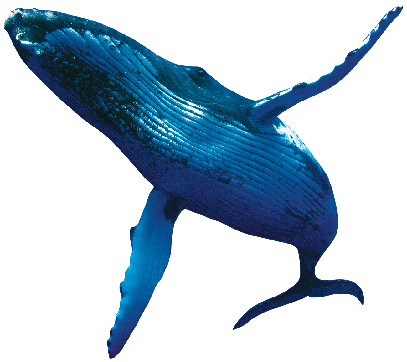 Humpback Whales - Lessons - TES Teach