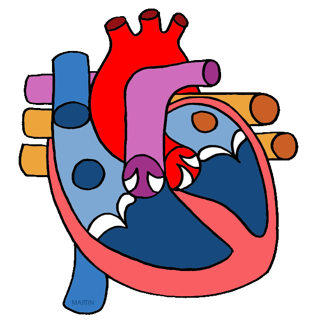 Simple Heart Diagram For Kids - ClipArt Best