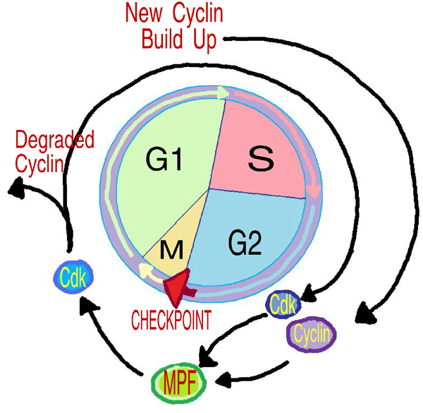 Cell Cycle Control - ClipArt Best - ClipArt Best