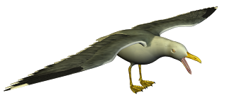 R11+-+Seagull+-+04.png