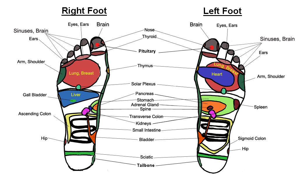 Foot Massage Chart / Reflexology Charts
