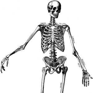 Clipart Human Skeleton Outline Hd Design | Piclipart