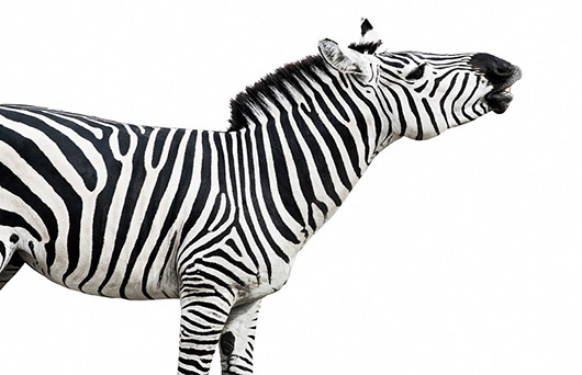 Why Zebras Have Stripes - Departments - UCLA Magazine Online