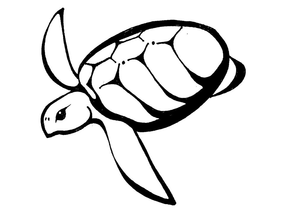 Sea Turtle Outline