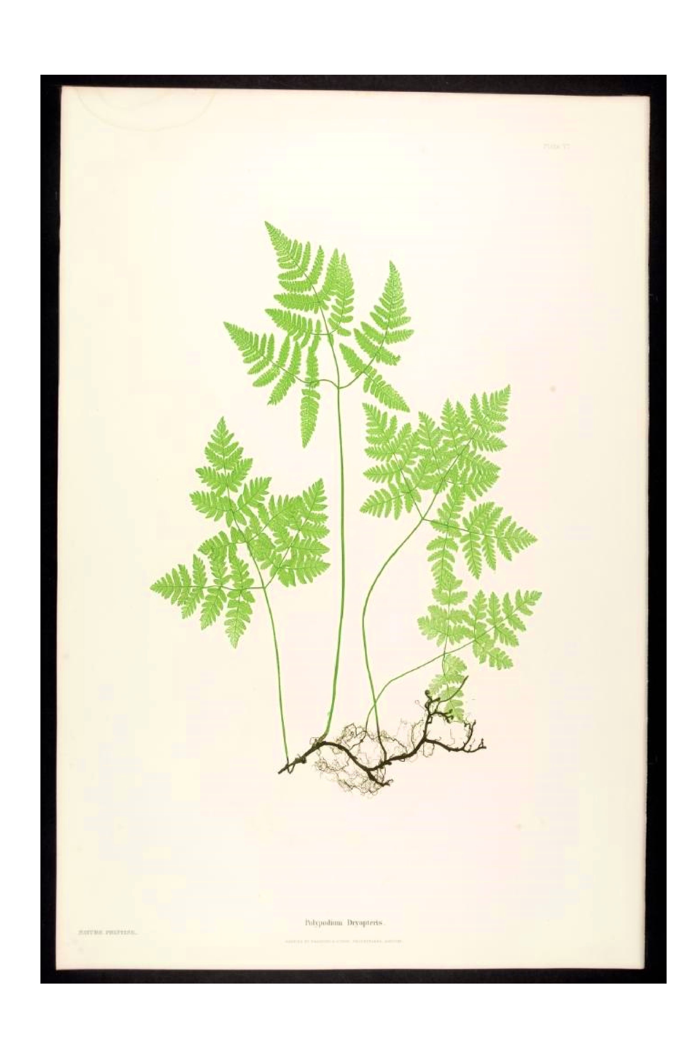 Jungle Leaf Template