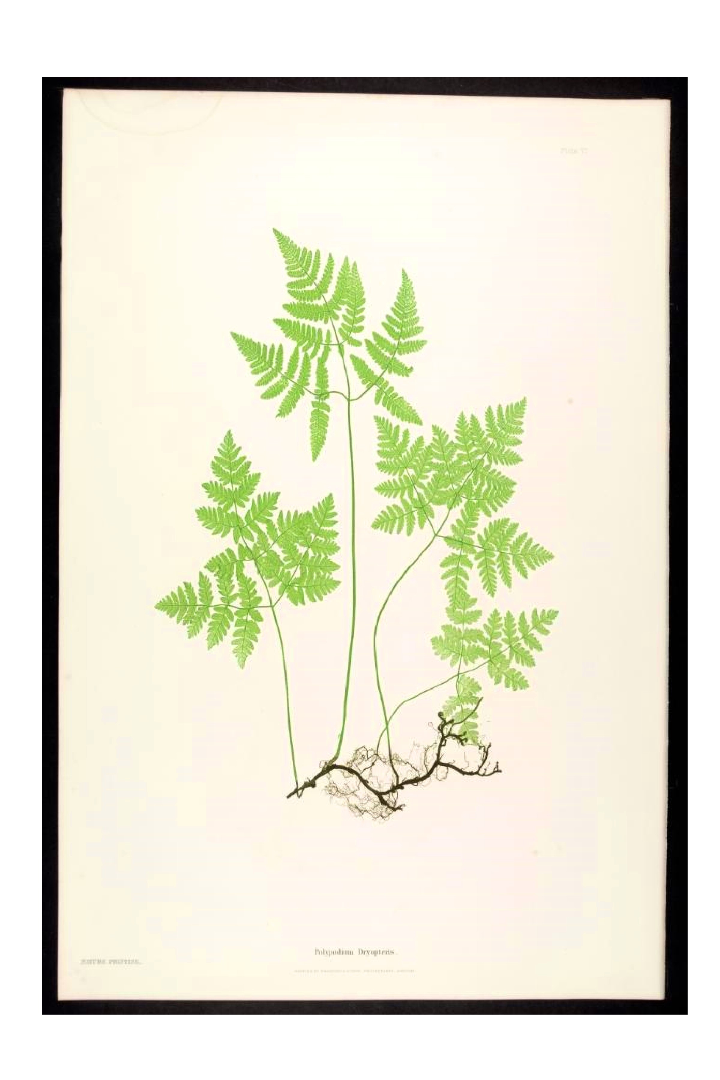 Palm Tree Leaf Template Printable ClipArt Best