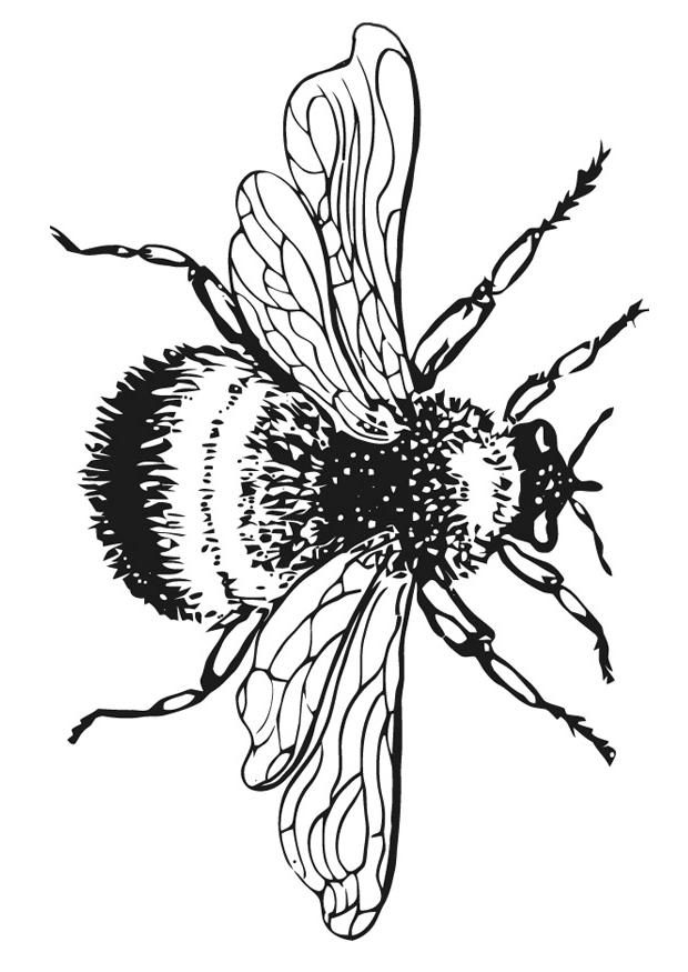 17 Bumble Bee Coloring Pages Bumble-bee-coloring-pictures-1 – Free ...