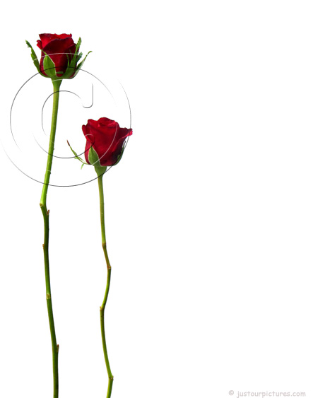 TWO RED ROSE BUDS ON LONG STEMS ~ Just Our Rose Pictures.