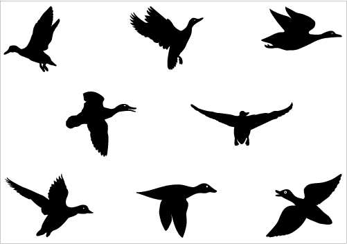 Flying Duck Silhouette - Free Clipart Images