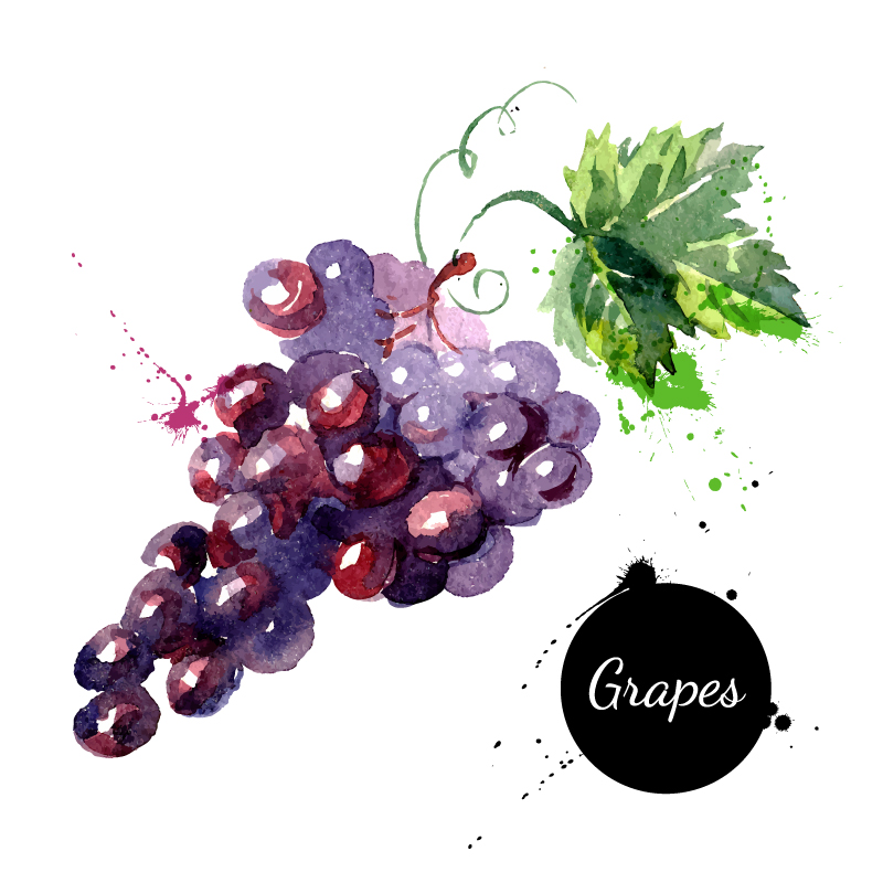 Watercolor delicious grapes vector material watercolor,delicious ...