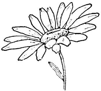 Daisy Drawing | Draw Flowers, Basic ...