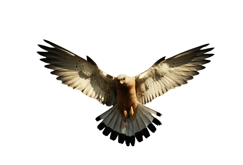 Eagle PNG image, free picture download