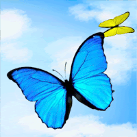 Animated Butterflies Flying Pictures, Images & Photos | Photobucket