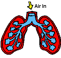 Lungs Clipart For Kids 47856 | DFILES
