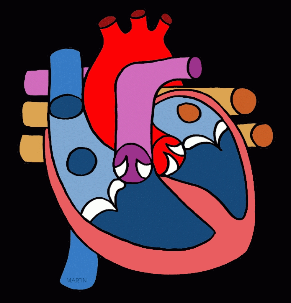 clipart of human heart - photo #6