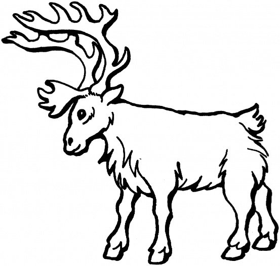deer color pages | Coloring Pages