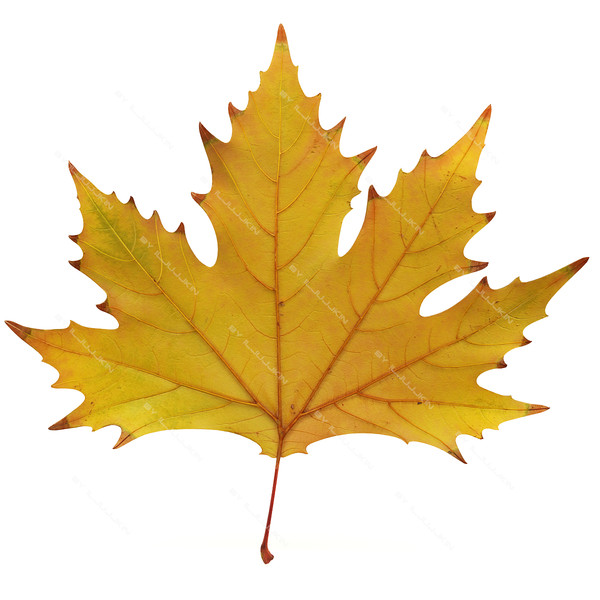 realistic autumn maple leaf 3d max