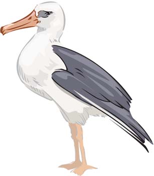 Download Seagull vector 1 Free
