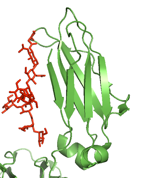 Structural Biology of Glycoproteins | InTechOpen