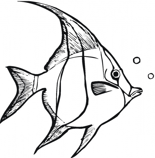 free angel fish clip art - photo #40