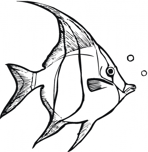 free clip art angel fish - photo #22