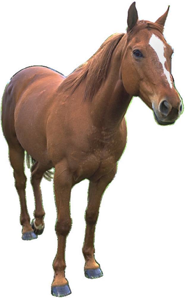 clipart image of a horse - photo #47