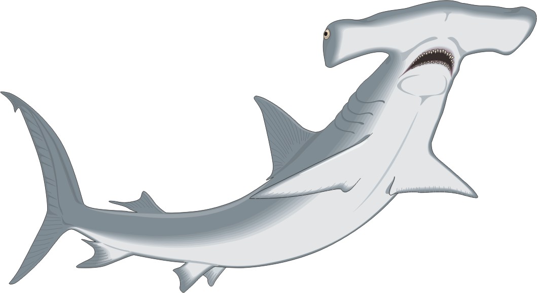 Hammerhead Shark Clip Art - Free Clipart Images