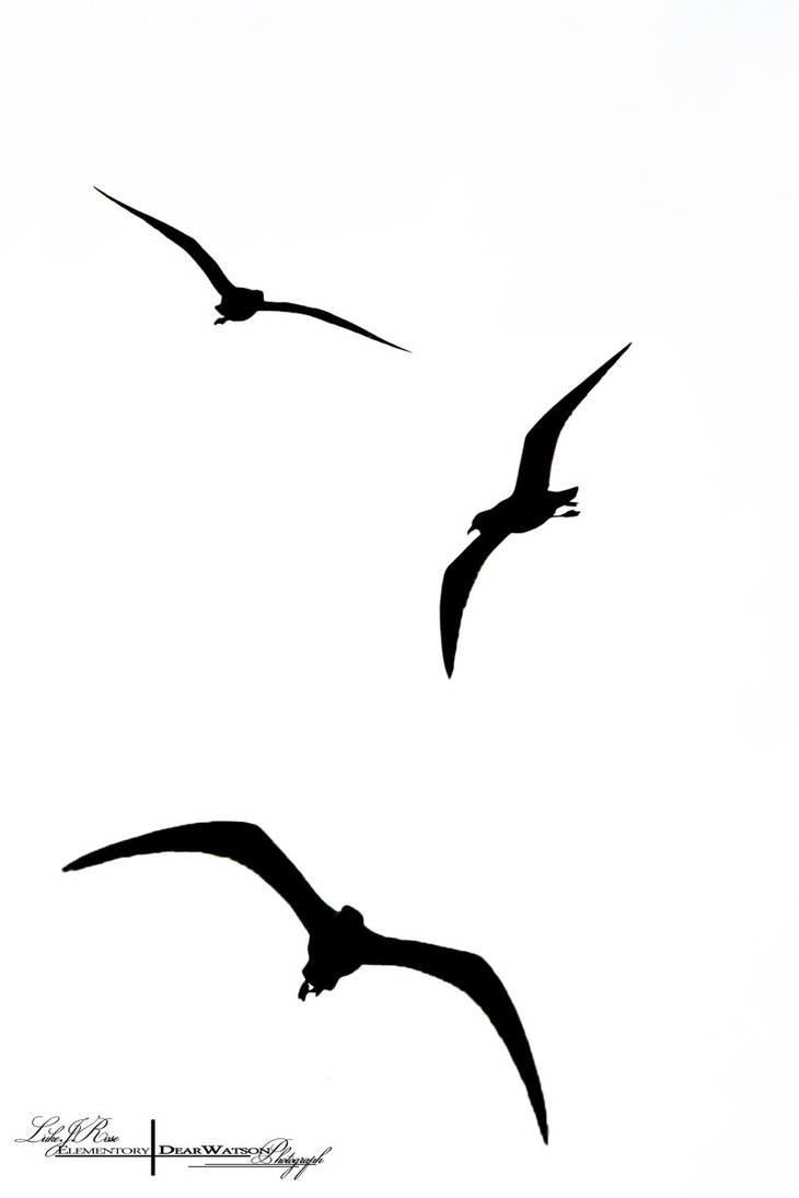 Flying Bird Silhouette Clipart