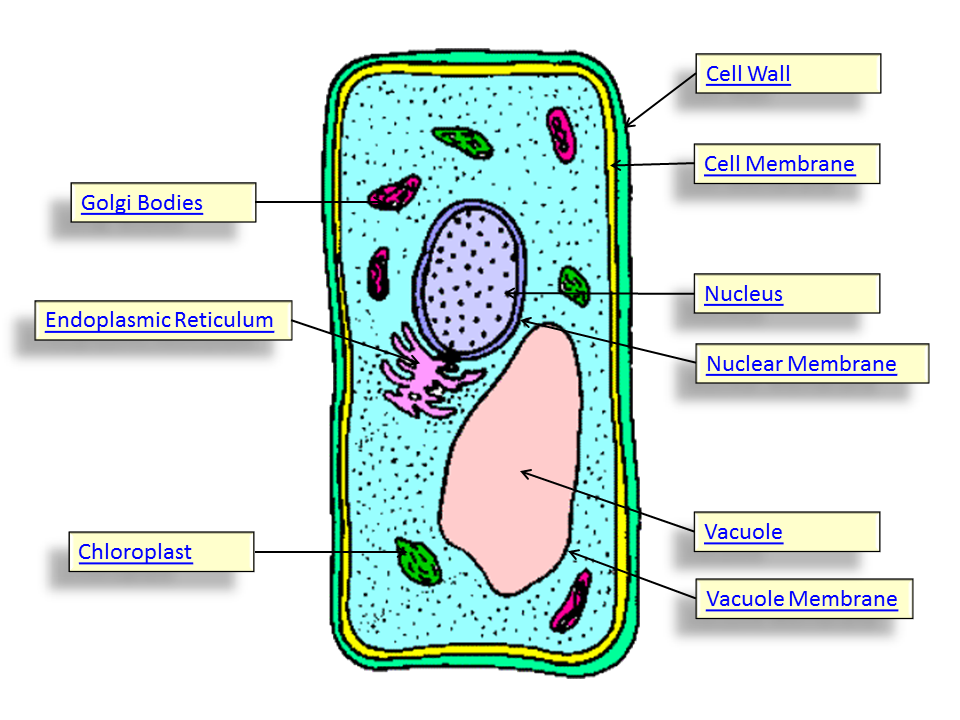 red blood cell parts diagram - front yard landscaping ideas