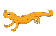 Free Salamander Clipart Pictures - Illustrations - Clip Art and ...