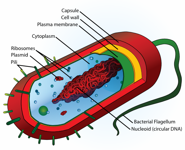 Animal Cell Unlabeled - ClipArt Best