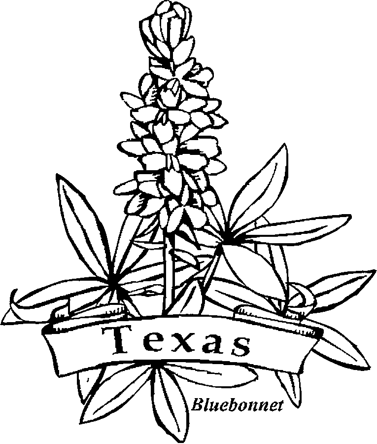 614 views Coloring Pages - state flowers | Teaching Ideas | Pinterest