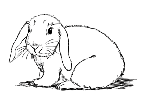 How to Draw a Bunny – Sketchbook Challenge 28 | SketchBookNation.com