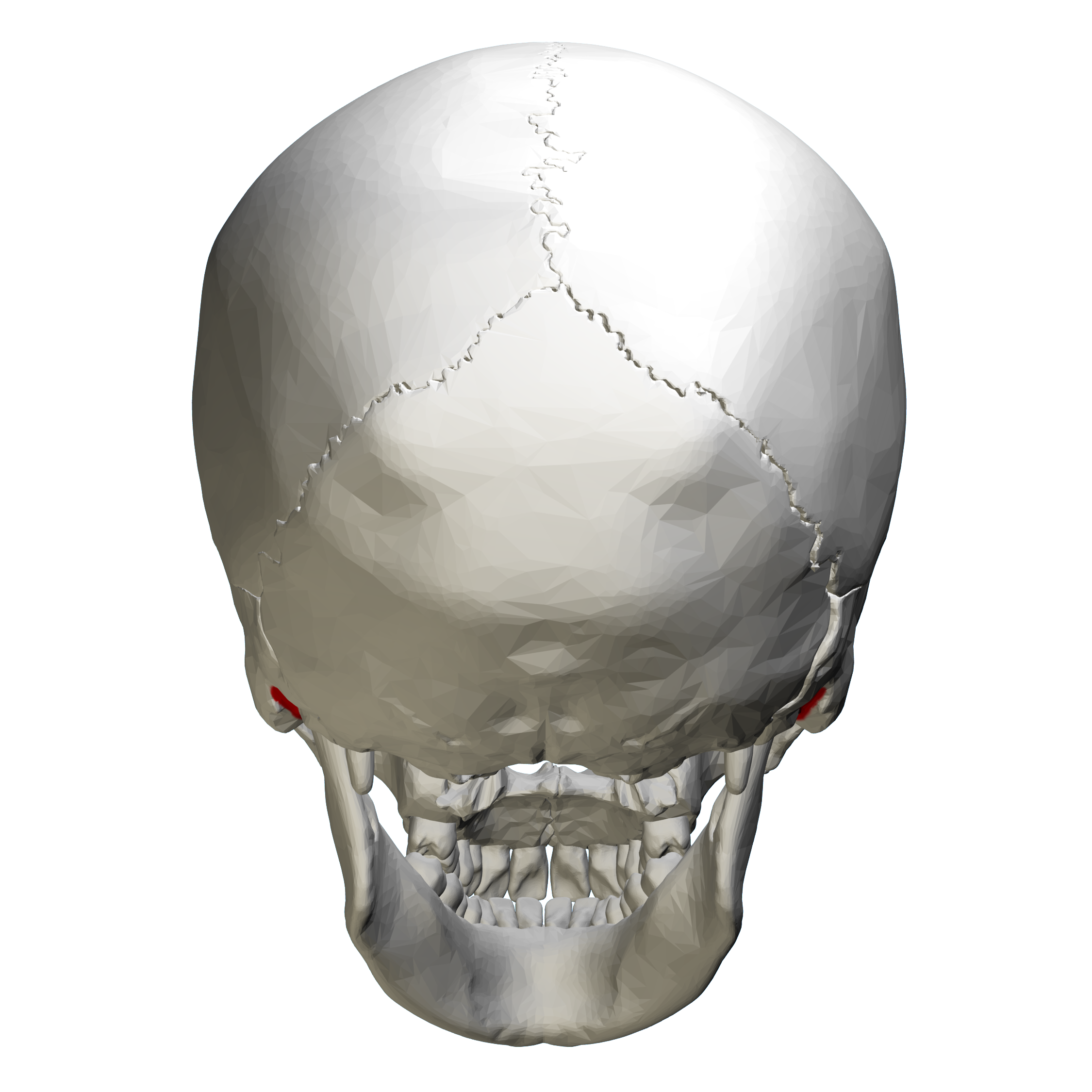 File:Mastoid notch of temporal bone - skull - posterior view.png ...