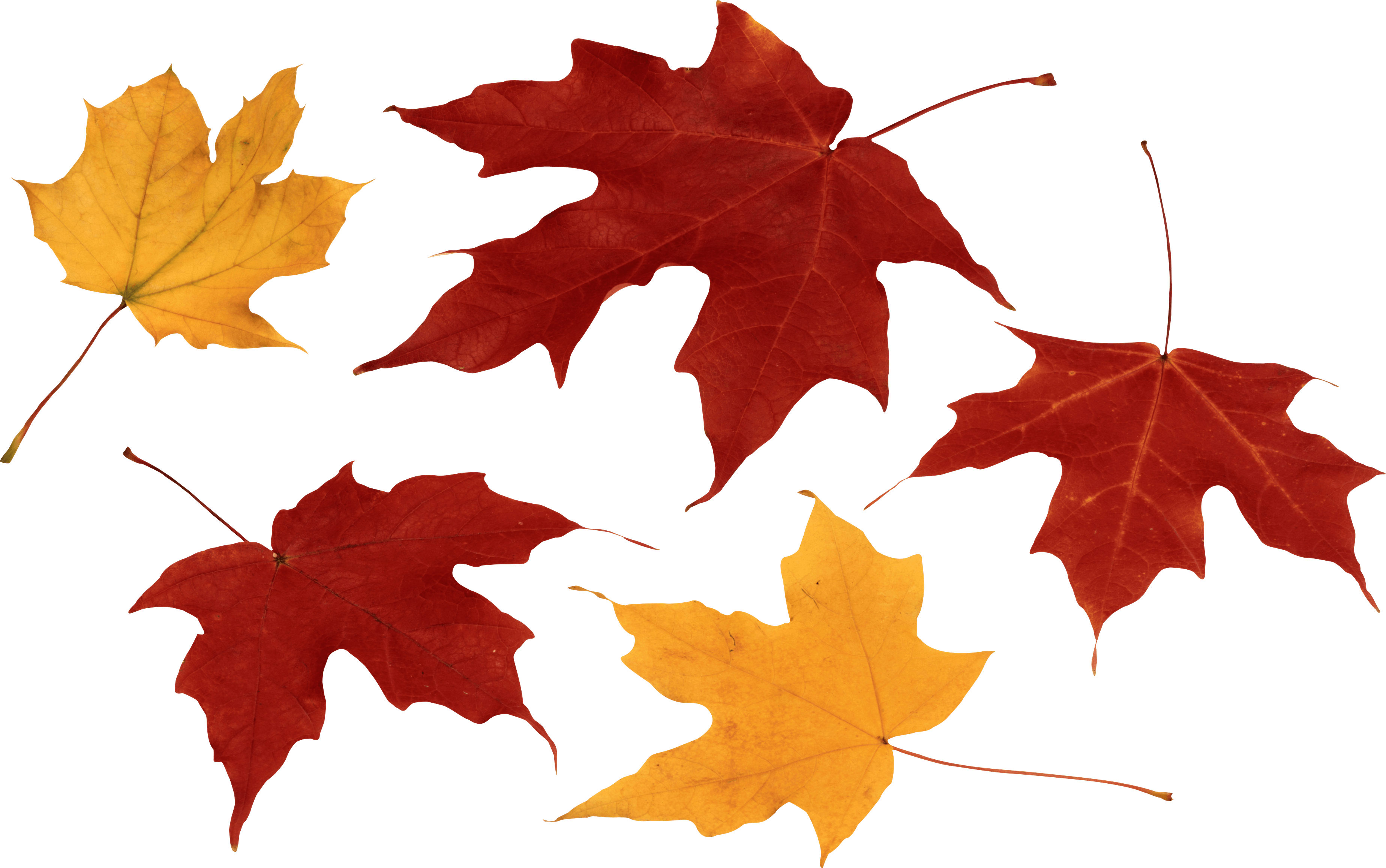 Download Autumn Leaves Free PNG photo images and clipart | FreePNGImg