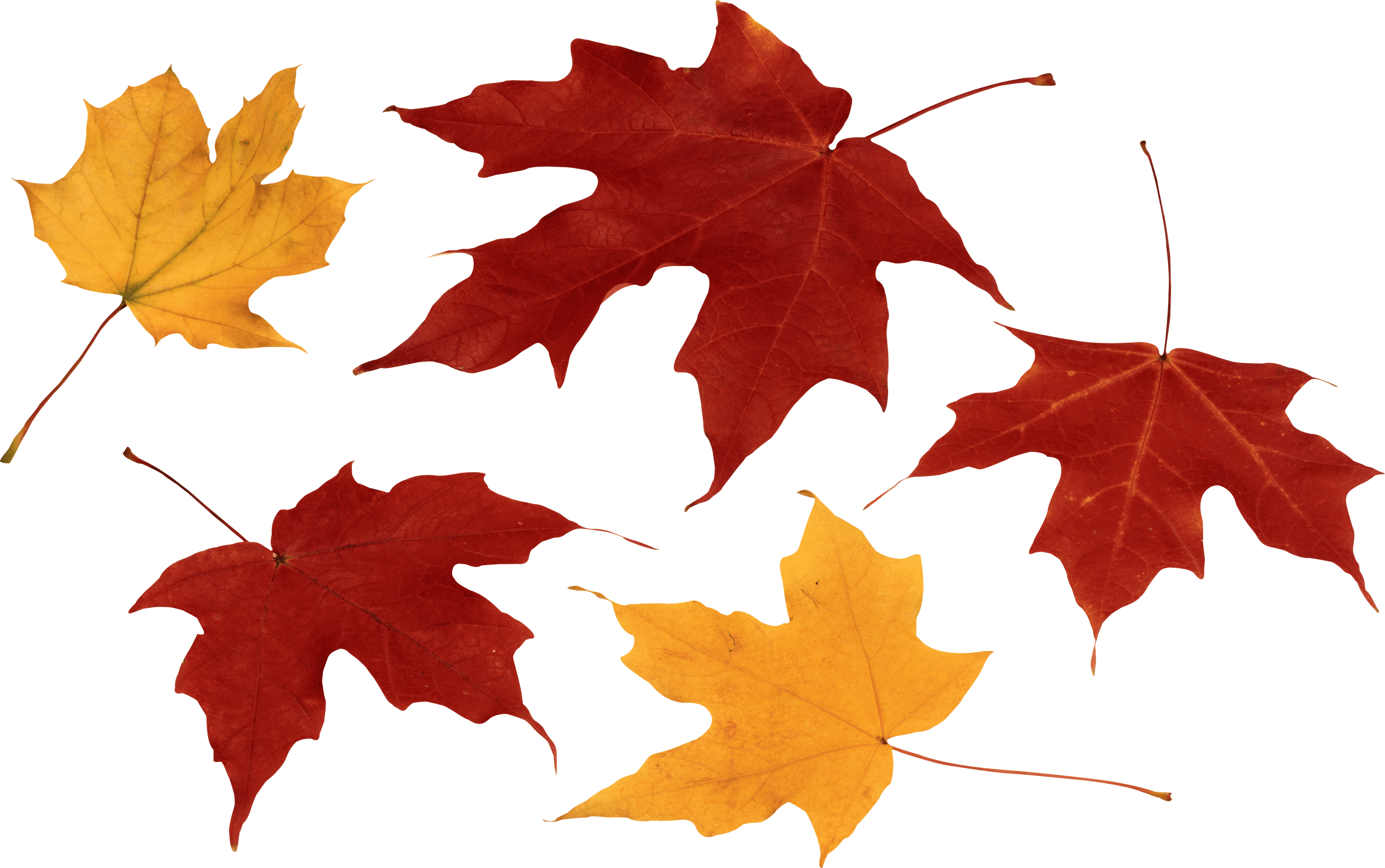clip art grape leaves - photo #31