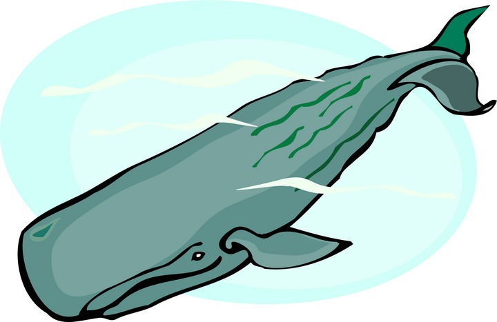 Sperm Whale Clipart - Free Clipart Images