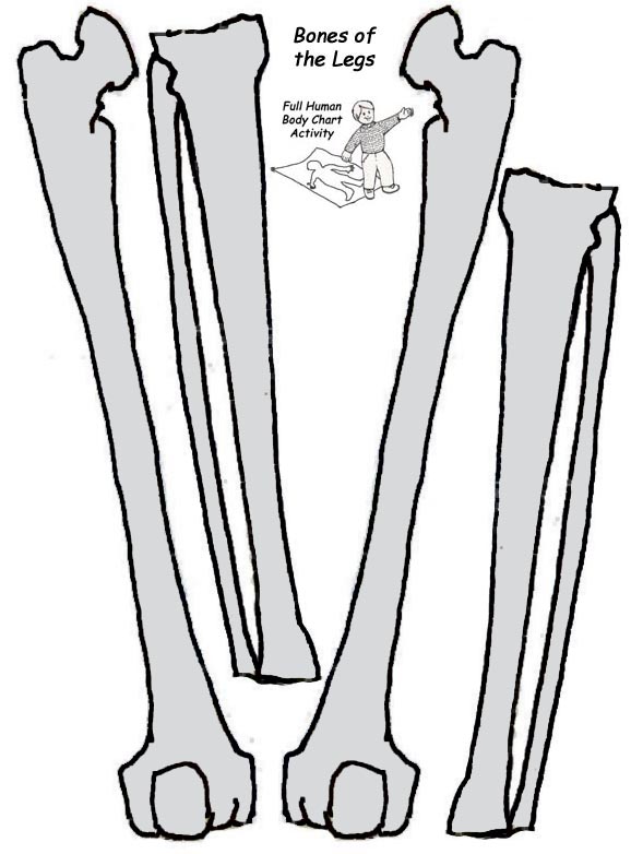 clipart human skeleton outline - photo #50