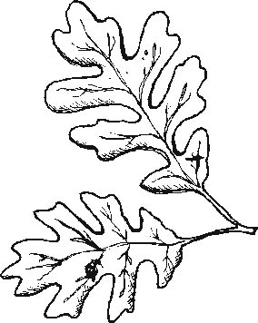 Coloring Pages - Garden/