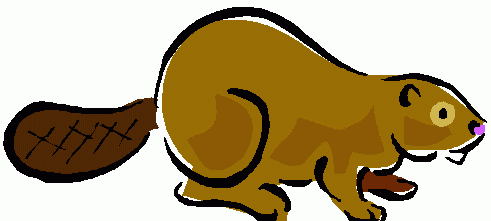 Free beaver clipart images