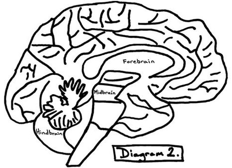 Blank Brain Diagrams - ClipArt Best