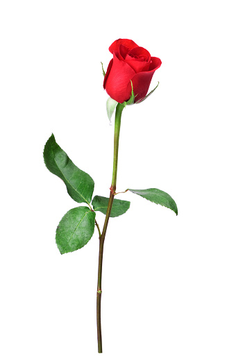 Single Rose Pictures, Images and Stock Photos