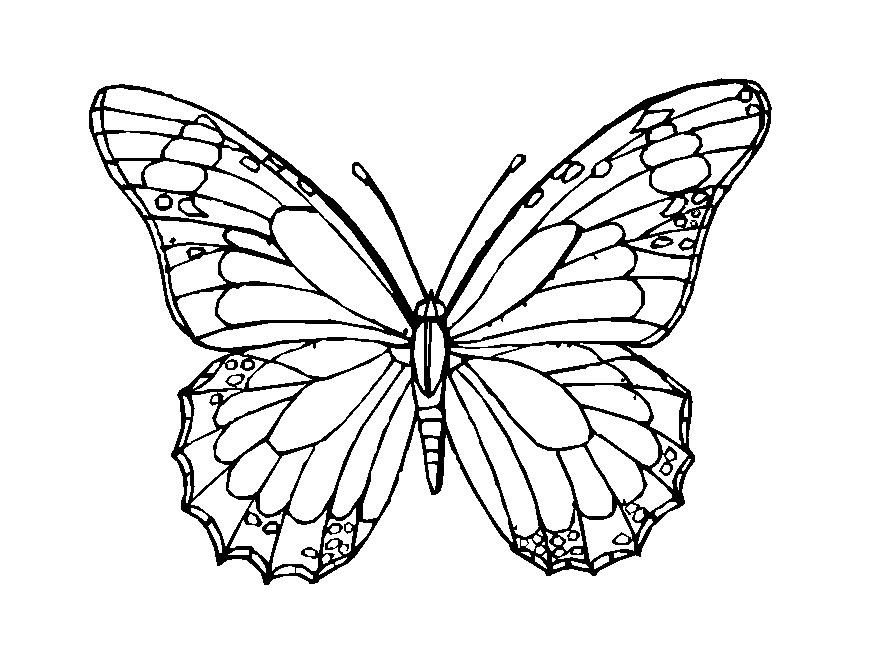 Coloring Page Butterfly ClipArt
