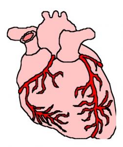Circulatory System For Kids - ClipArt Best